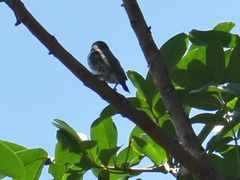 Spermestes cucullata scutata