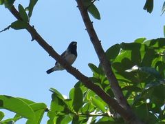 Spermestes cucullata scutata