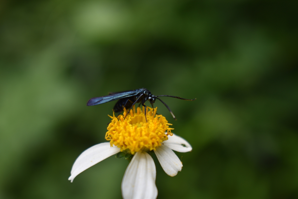 Forester Moths from Taytay, 1920 Rizal, Philippines on October 5, 2023 ...