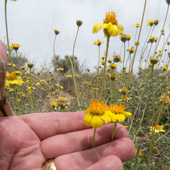 Encelia virginensis