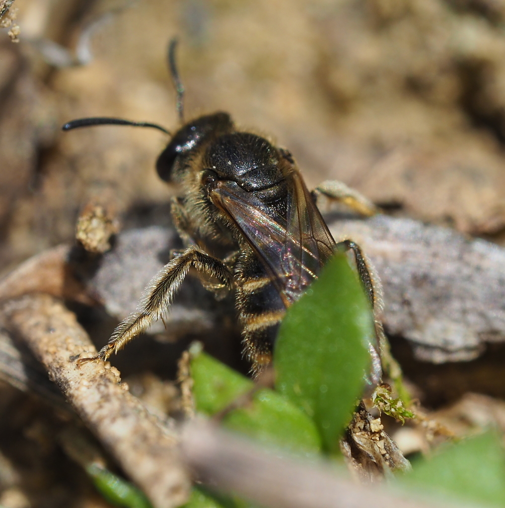 Broad-faced Furrow Bee