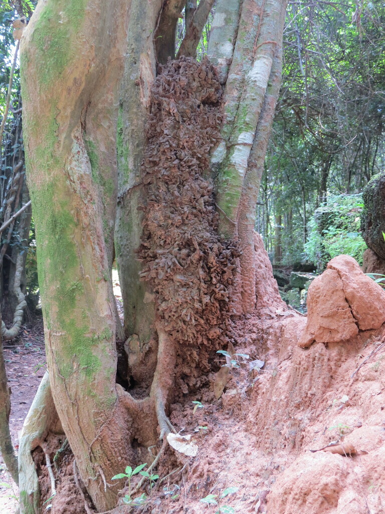 Microcerotermes-group Termites