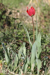 Tulipa raddii