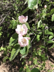 Cydonia oblonga