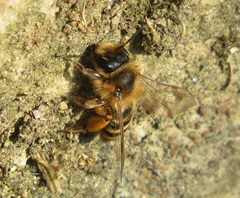 Andrena flavipes