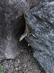Anolis schwartzi