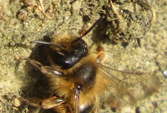 Andrena flavipes