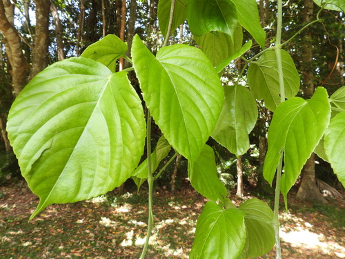 Cayratia saponaria observed 2023-10-31