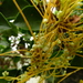 Cuscuta racemosa - Photo (c) Nelson Wisnik, μερικά δικαιώματα διατηρούνται (CC BY-NC), uploaded by Nelson Wisnik