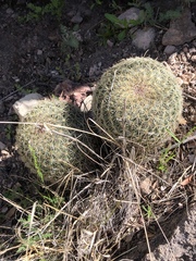 Coryphantha recurvata
