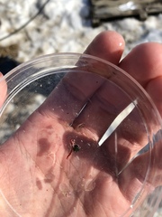 Microtendipes pedellus