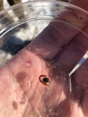 Microtendipes pedellus