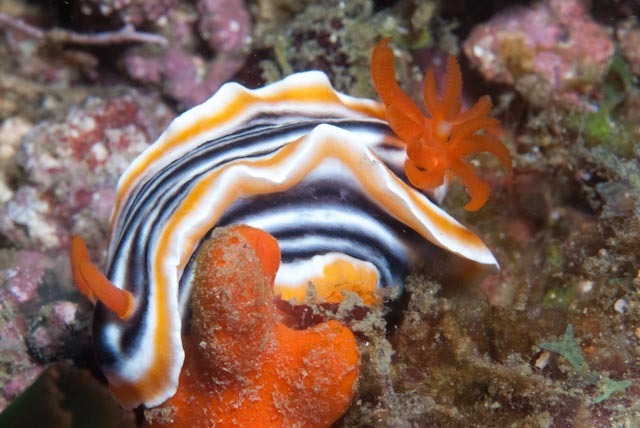 Magnificent Chromodoris