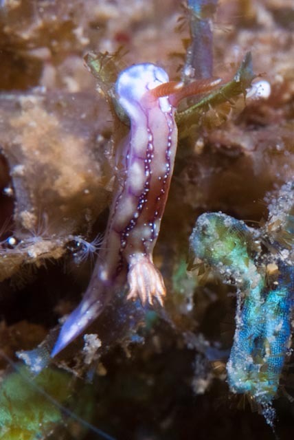 Hypselodoris krakatoa