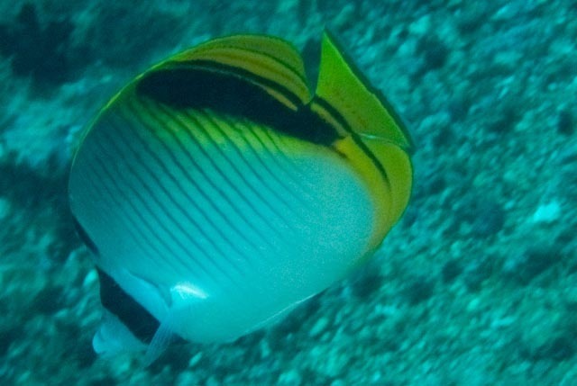Pig-face Butterflyfish
