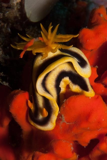 Josh's Chromodoris