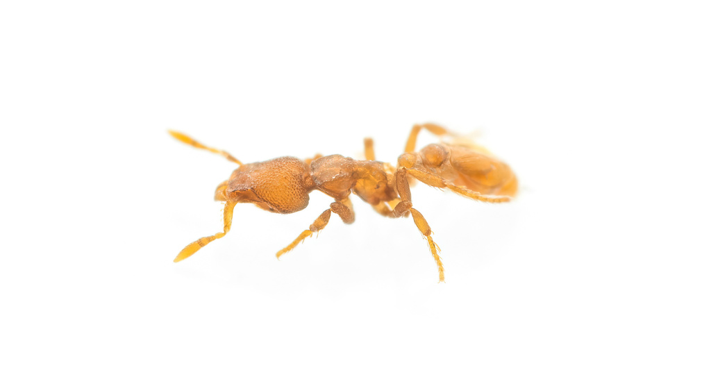 Ant
