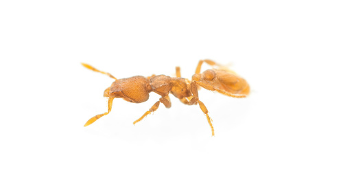 Ant