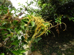 Cuscuta racemosa