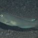 Eclipse-spot Razor Wrasse - Photo (c) barthazes, some rights reserved (CC BY-NC)