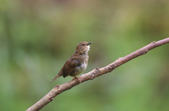 Sichuan Bush Warbler photo 3