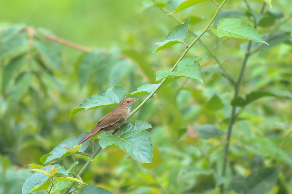 Brown Bush Warbler from 中国贵州省遵义市绥阳县 on July 1, 2021 at 12:14 PM by 渔喵 ...