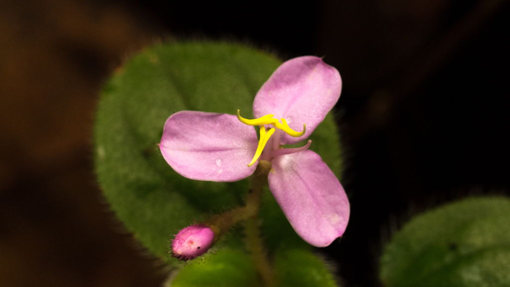 Sonerila rudis