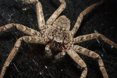 Selenops mexicanus
