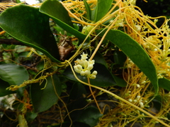Cuscuta racemosa