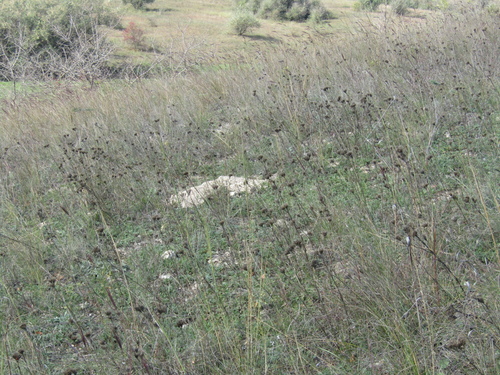 Eremogone cephalotes, photograph 6