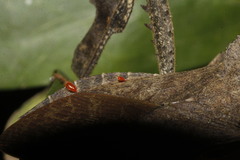 Erythraeoidea