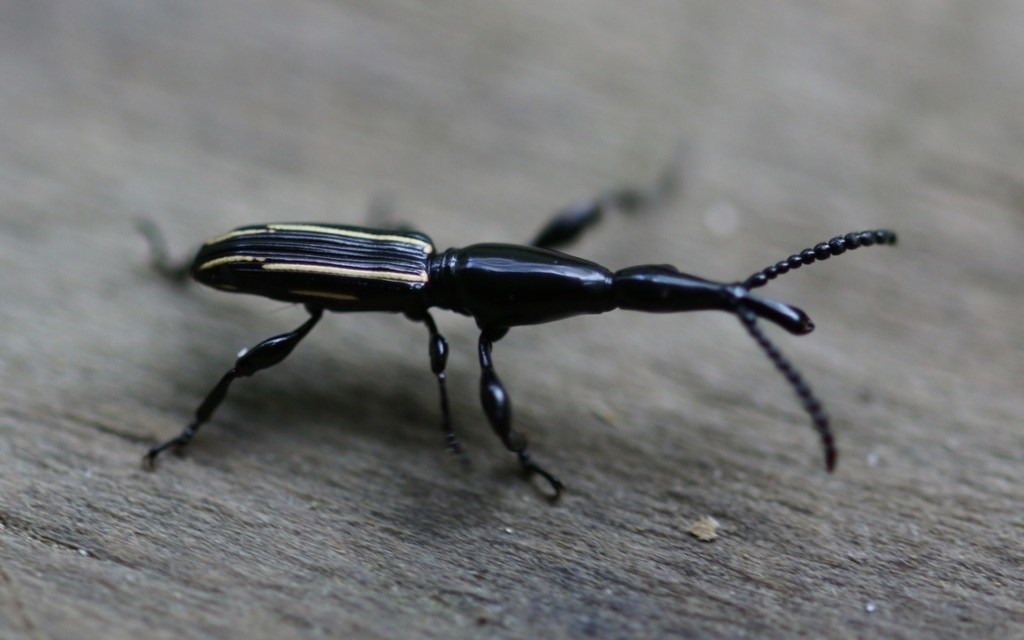 Brentus anchorago