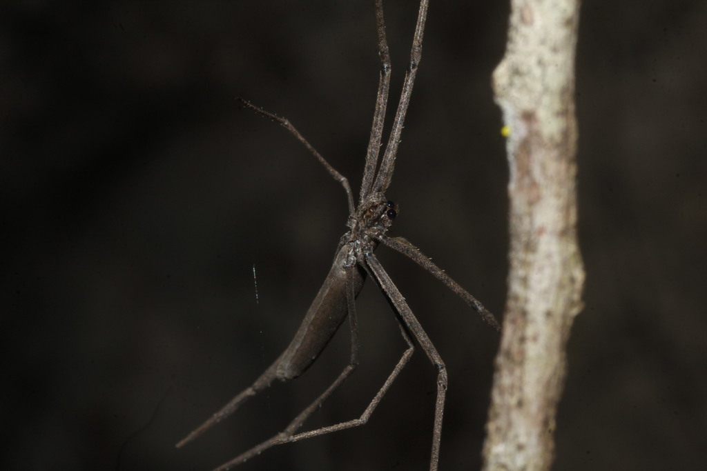 Ogre faced spiders