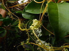 Cuscuta racemosa