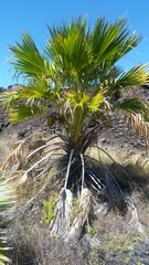 Pritchardia affinis