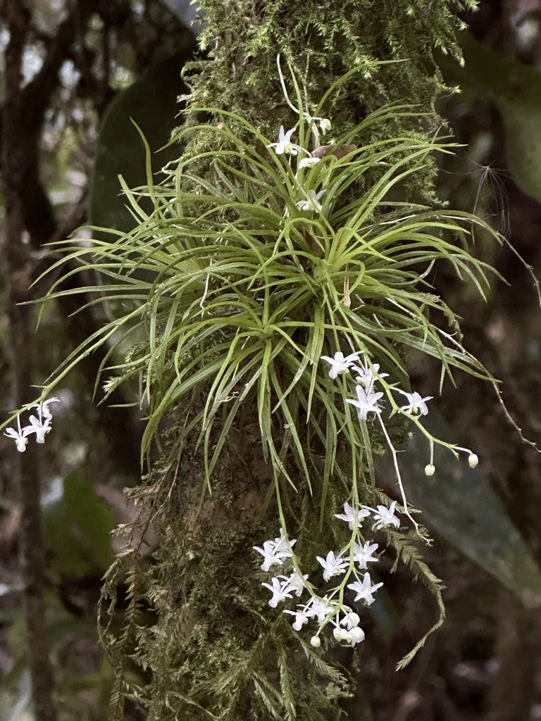 Phymatidium