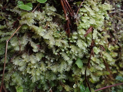 Schistochila lehmanniana (Schistochila lehmanniana)