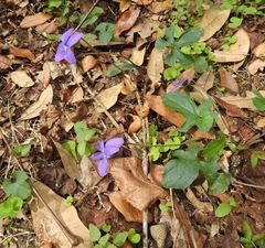 Viola palmata