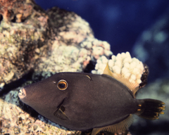 Cantherhines dumerilii