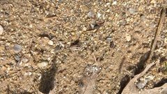 Eudiagogus rosenschoeldi