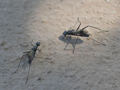 Cephalosphen conifrons