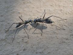 Cephalosphen conifrons