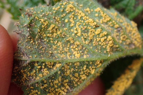 Rubus rust