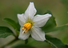 Solanum triquetrum