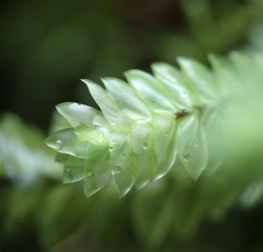 Bulbous Rattan Palm (Cyathophorum bulbosum)