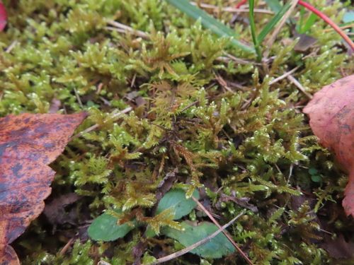 Image of Calliergonella lindbergii by (c) Eric Schmidt, some rights reserved (CC BY)