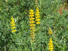 Lupinus luteus