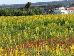 Lupinus luteus