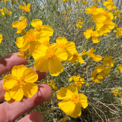 Psilostrophe cooperi