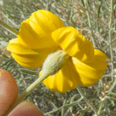 Psilostrophe cooperi